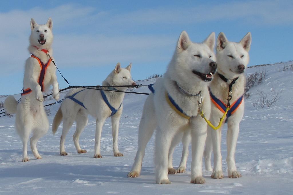 Arctic Chalet Resort 이누빅 외부 사진